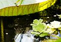 Wasser Licht Pflanze03
